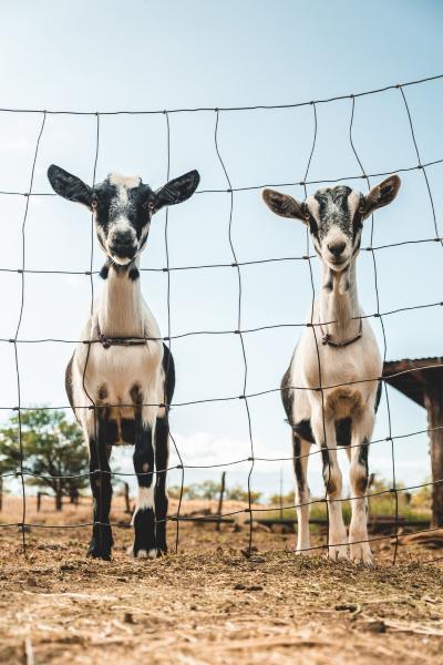 Grillage noué à moutons